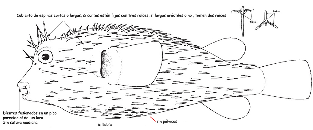 Familia Diodontidae.jpg
